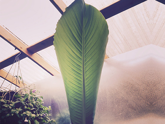 Nectar Lounge - Venue Interior Plants